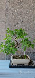 bonsai di Solanum shonin