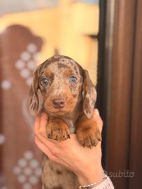 Cuccioli di bassotto arlecchino cioccolato