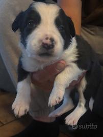 Cuccioli border collie