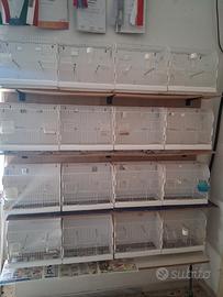 batteria per canarini 