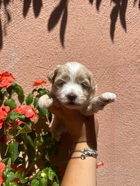 Maltipoo albicocca