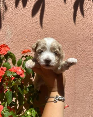 Maltipoo albicocca