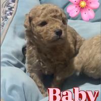 Cucciola di barboncino