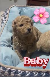 Cucciola di barboncino