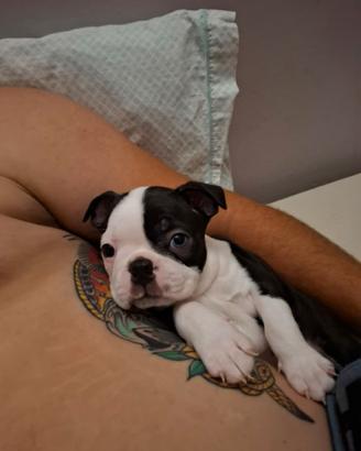 Cuccioli di boston terrier per info 3518210391