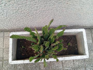 pianta cactus in vaso in pietra compreso 