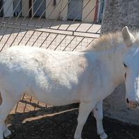 Piccola mula / pony bianca