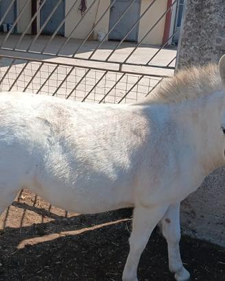 Piccola mula / pony bianca