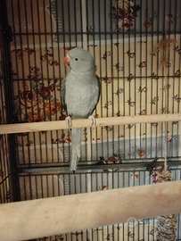 Pappagallo Parrochetto