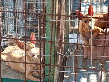 Cani da caccia