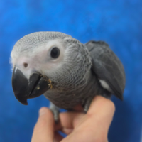 Pullo di cenerino pappagallo parlante