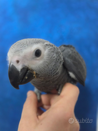 Pullo di cenerino pappagallo parlante