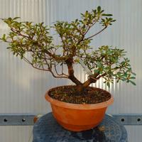azalea satsuki wakaebisu pre bonsai 