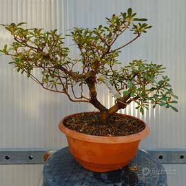 azalea satsuki wakaebisu pre bonsai 