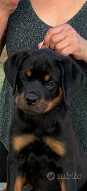 Cuccioli rottweiler con pedigree