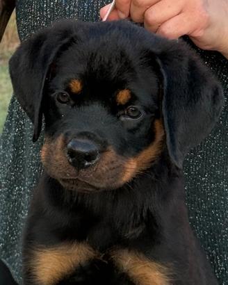 Cuccioli rottweiler con pedigree