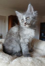 Cucciola Maine Coon