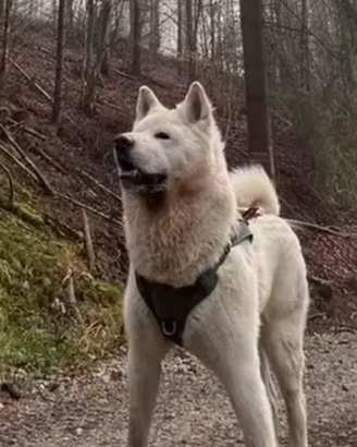 Akita maschio