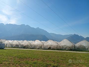 TERRENO COLTIVATO A MIRTILLO BIO