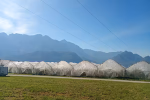 TERRENO COLTIVATO A MIRTILLO BIO