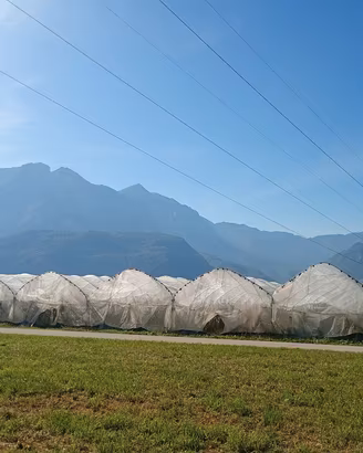 TERRENO COLTIVATO A MIRTILLO BIO