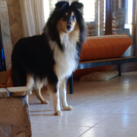 Vendo cane collie