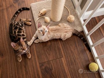 Gatti gattini Bengala Snow e Brown 