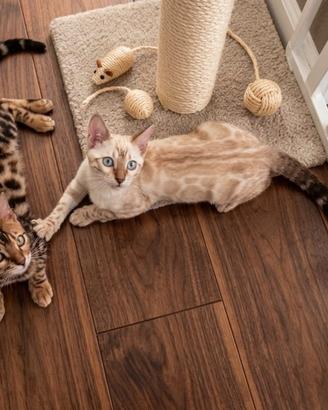 Gatti gattini Bengala Snow e Brown 