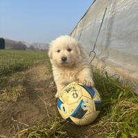 Cuccioli Pastore maremmano