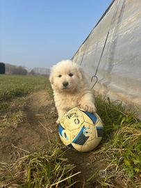 Cuccioli Pastore maremmano