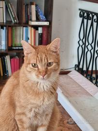 Gatto rosso
