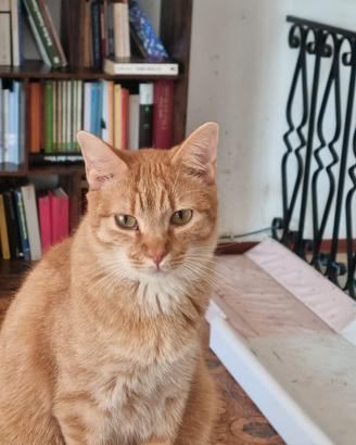 Gatto rosso