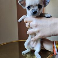 Chihuahua Gemellina Atena