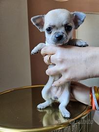 Chihuahua Gemellina Atena