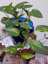 Pianta pothos