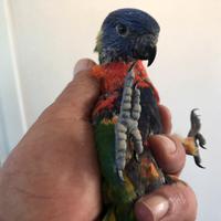 Lorichetto arcobaleno da inbecco