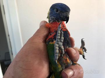 Lorichetto arcobaleno da inbecco