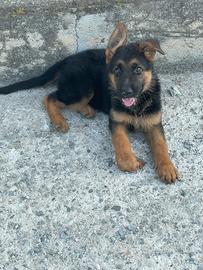 Cucciolo di pastore tedesco