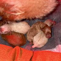 Cuccioli Barboncino Toy