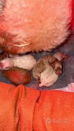 Cuccioli Barboncino Toy