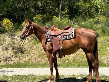 Puledra Paint Horse 2024