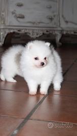 Spitz tedesco nano pomerania pedigree