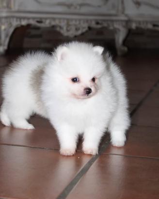 Spitz tedesco nano pomerania pedigree
