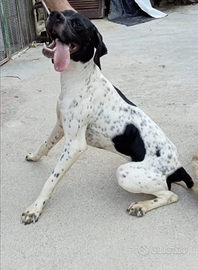 Pointer femmina