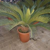 PIANTA CYCAS