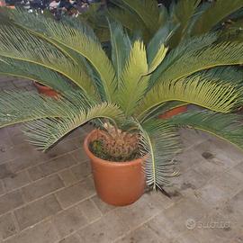 PIANTA CYCAS