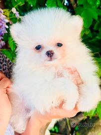 Cucciolo di Spitz nano Pomerania - Pedigree ENCI