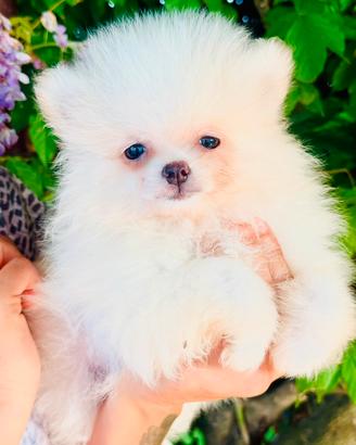 Cucciolo di Spitz nano Pomerania - Pedigree ENCI