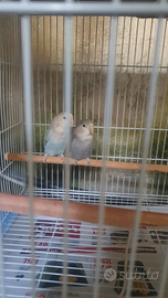 Pappagalli Inseparabili con Gabbia