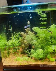 Acquario Amtra 36L con accessori